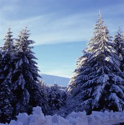 Snow-Covered Fir Trees on the Wicklow Mountains